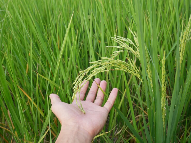 fazenda de arroz orgânico, fundo de planta verde