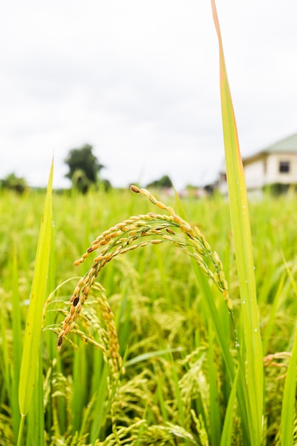 Fazenda de arroz tailandês