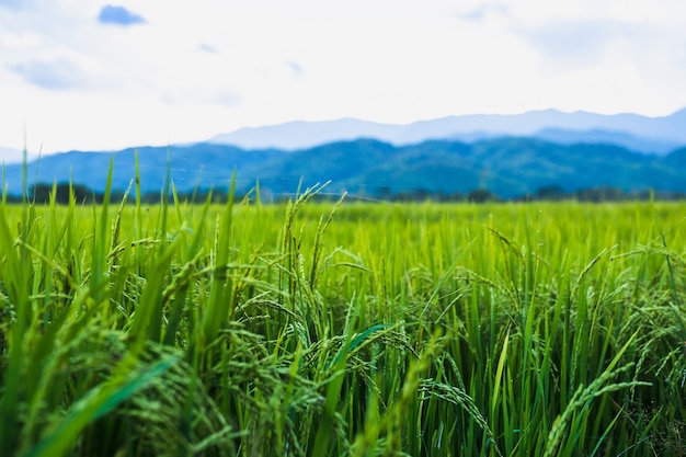 fazenda de arroz tailandês