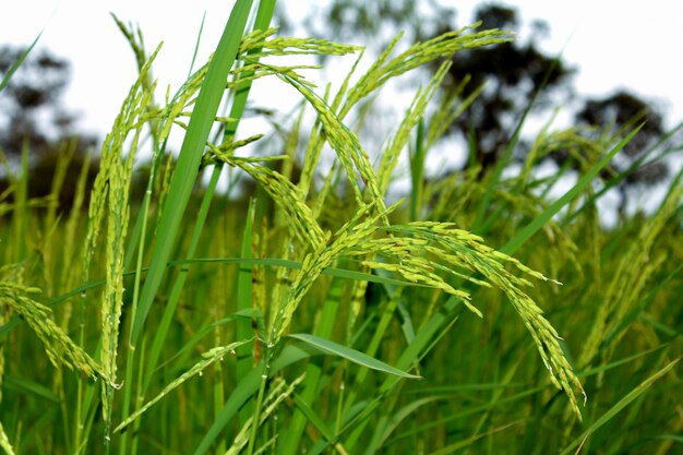 Foto fazenda de arroz verde