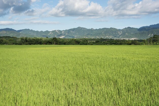 Fazenda de arroz verde