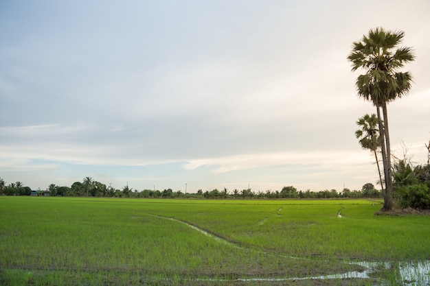 Fazenda de arroz