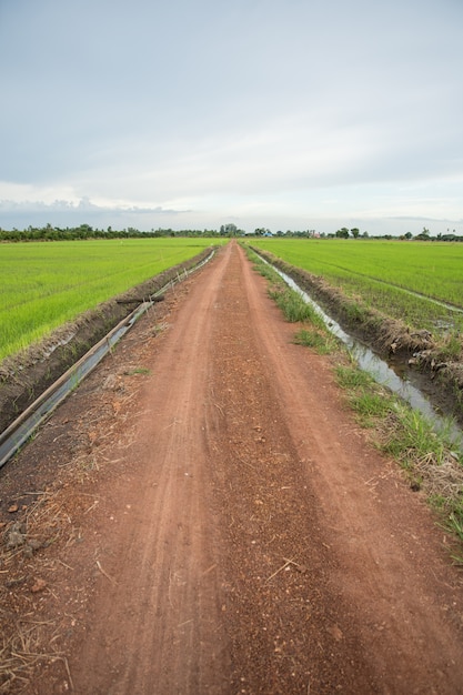 Fazenda de arroz