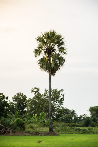 Fazenda de arroz