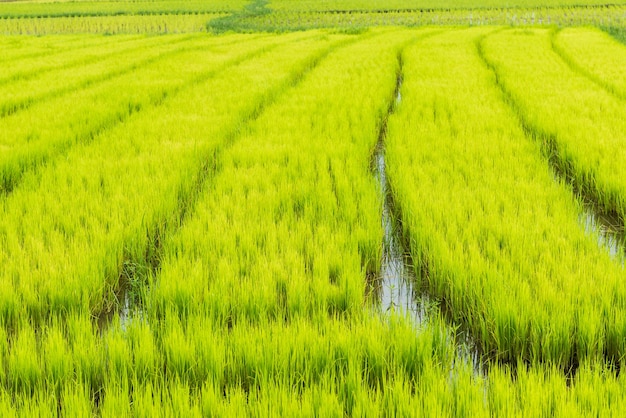 fazenda de arroz