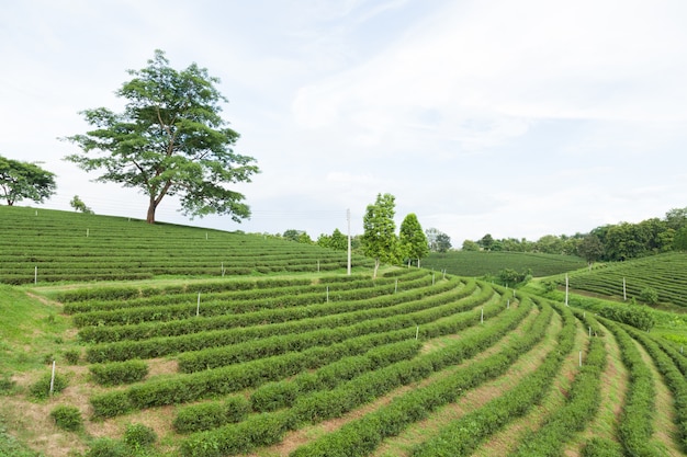 Fazenda de árvore de chá