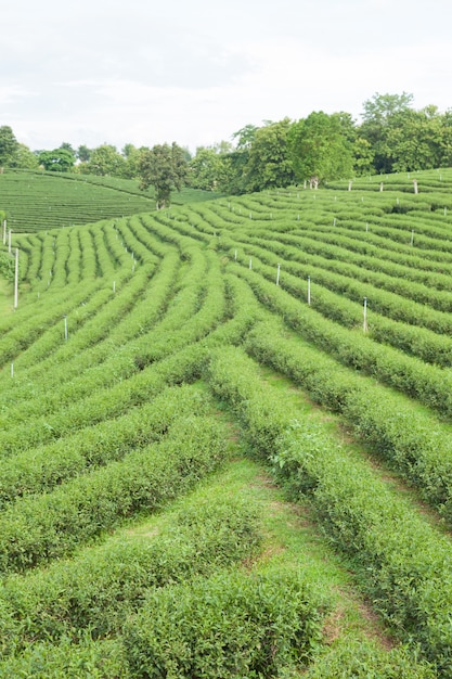 Foto fazenda de árvore de chá