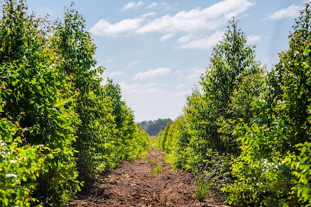 Fazenda de árvores