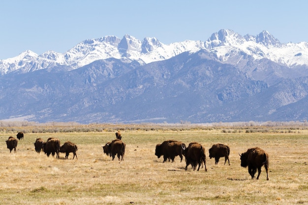 Fazenda de búfalos no meio-oeste.