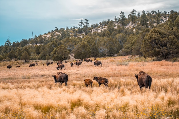 Fazenda de búfalos perto do Parque Nacional de Zion, em Utah. Estados Unidos
