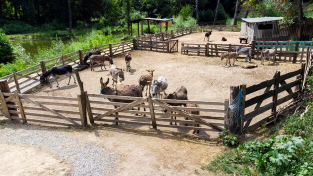Fazenda de burros Vôo de visão aérea de drones sobre muitos burros em curral na fazenda de burros