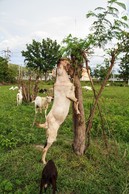 Fazenda de cabras