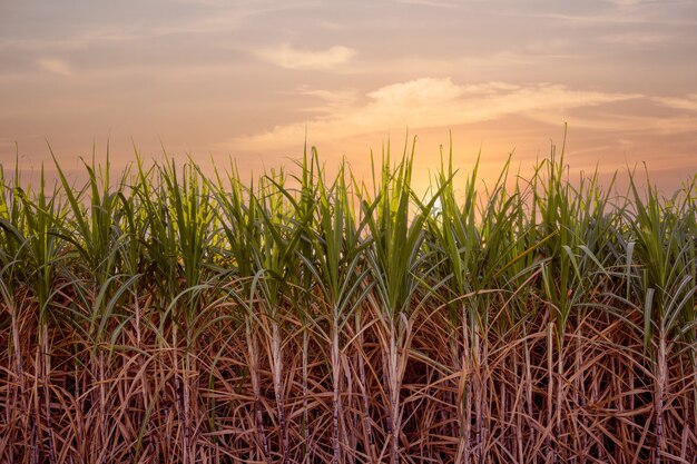 Foto fazenda de cana-de-açúcar, usina de açúcar verde ao pôr do sol