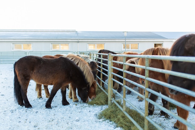 Fazenda de cavalos na Islândia no inverno.