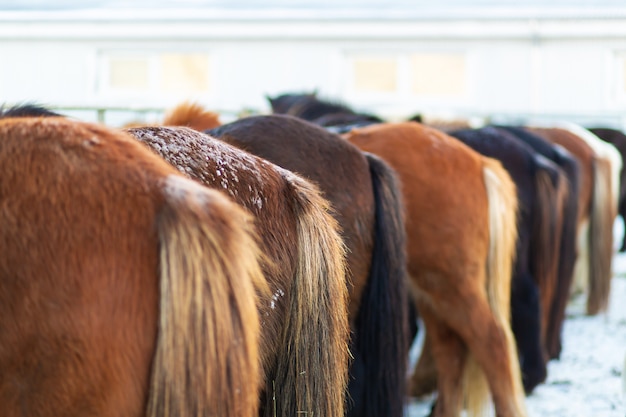 Fazenda de cavalos na Islândia no inverno.