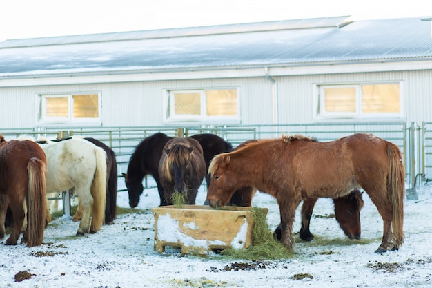 Fazenda de cavalos na islândia no inverno.