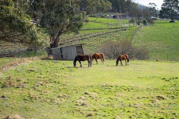fazenda de cavalos nas colinas na austrália
