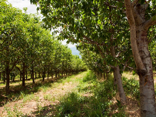 Fazenda de cereja nas encostas ocidentais do Colorado.