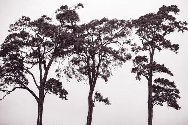 Foto fazenda de chá folhas agricultura campo plantações vegetação campos prados em limuru condado de kiambu central