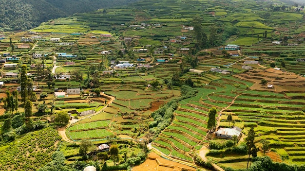 Foto fazenda de chá na província montanhosa vista de cima