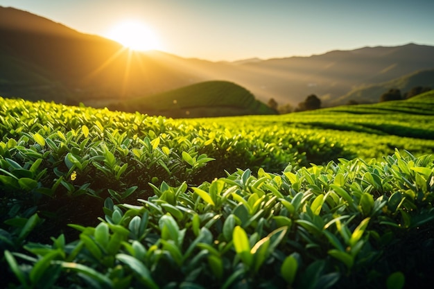 Fazenda de chá no nascer do sol em cenário natural