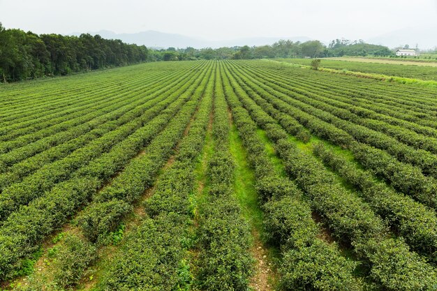 Fazenda de chá verde