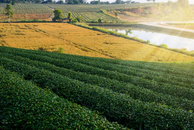 Fazenda de chá verde