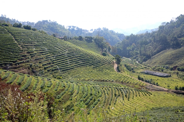 Fazenda de chá