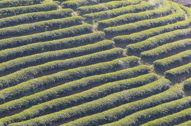 Fazenda de chá