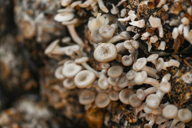 Fazenda de cogumelos com crescimento de cogumelos frescos na desova de cogumelos lentinus squarrosulus