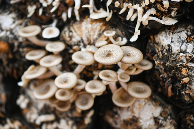 Fazenda de cogumelos com crescimento de cogumelos frescos na semente de cogumelos Lentinus squarrosulus