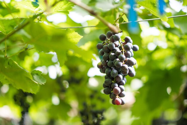 Fazenda de colheita de uvas