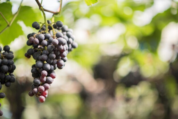 Fazenda de colheita de uvas