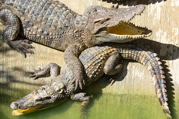 Foto fazenda de crocodilos em phuket, tailândia alligador perigoso na vida selvagem