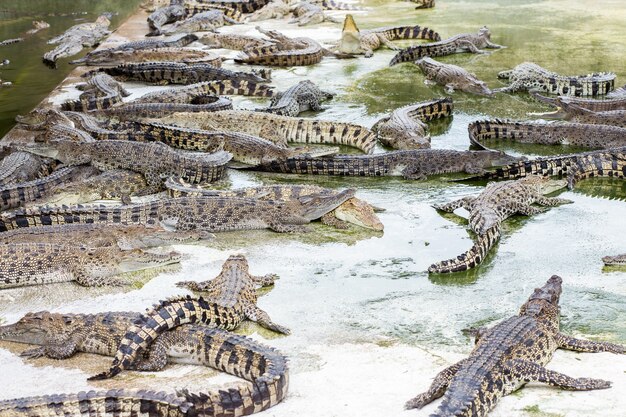 Fazenda de crocodilos