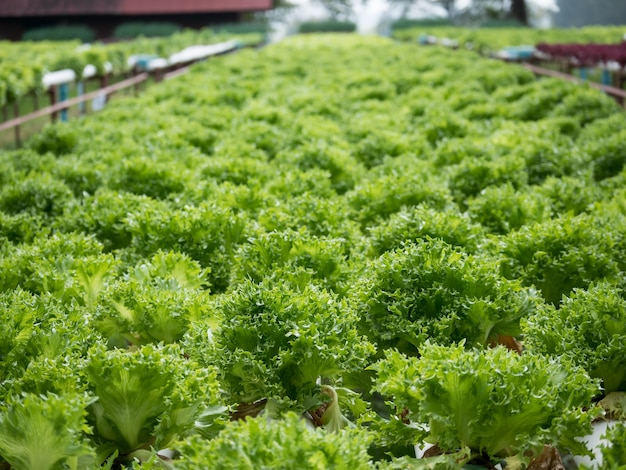 Foto fazenda de cultivo vegetal hidropônico orgânico.