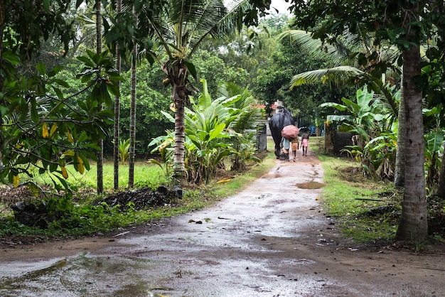 fazenda de elefantes Índia