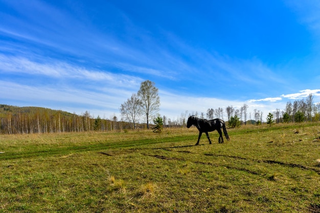 Fazenda de equitação de cavalos do sul dos urais com uma vegetação paisagística única e diversidade de natureza