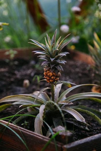 Fazenda de estufa de cultivo de frutas natural