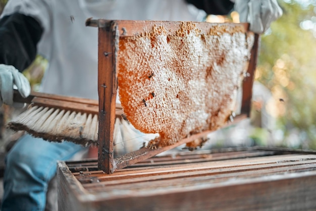 Fazenda de favo de mel e agricultura com uma apicultor trabalhando ao ar livre no campo para produção Estrutura alimentar e sustentabilidade com uma agricultura feminina no trabalho com extrato de mel closeup