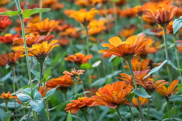 Fazenda de flores coloridas do cosmos ao ar livre