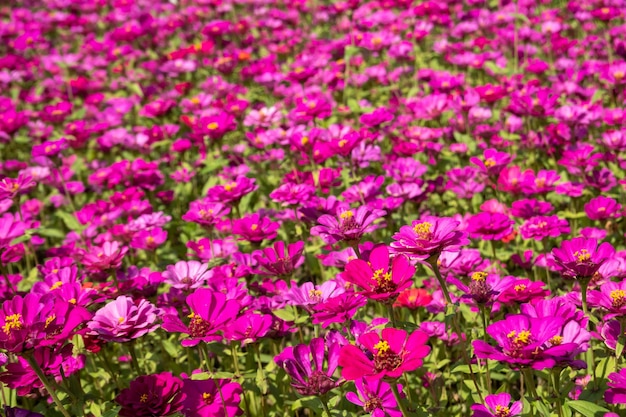 Fazenda de flores cosmos rosa e roxa ao ar livre
