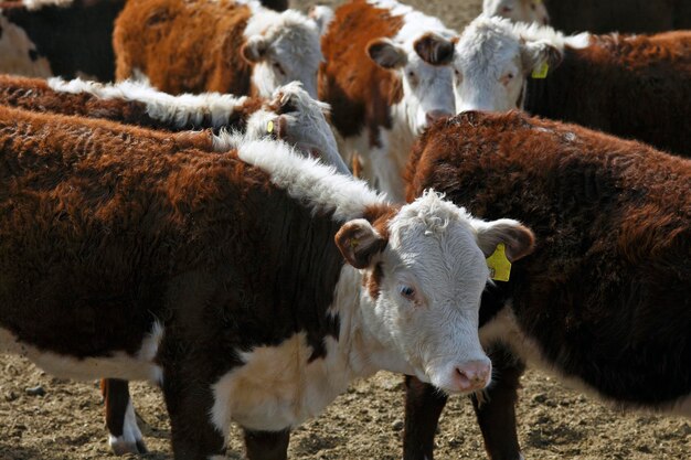 Fazenda de gado Hereford