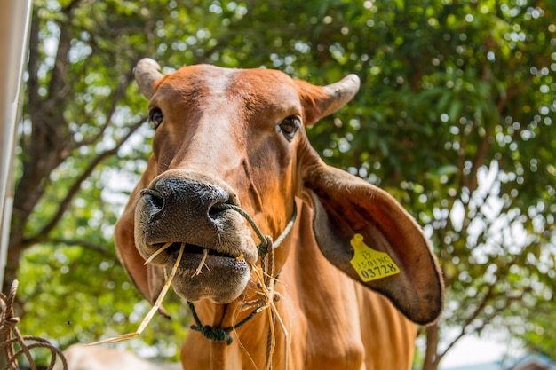 Fazenda de gado na tailândia