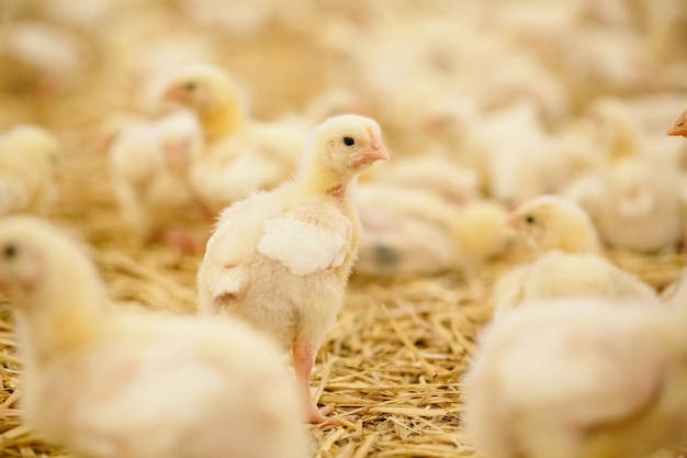 Fazenda de galinhas, alimentação de galinhas