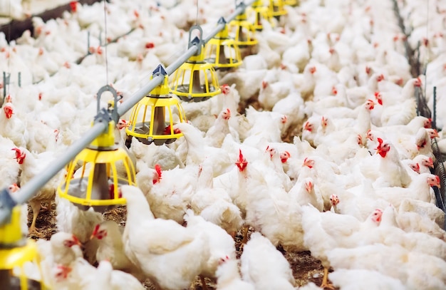 Foto fazenda de galinhas, alimentação de galinhas