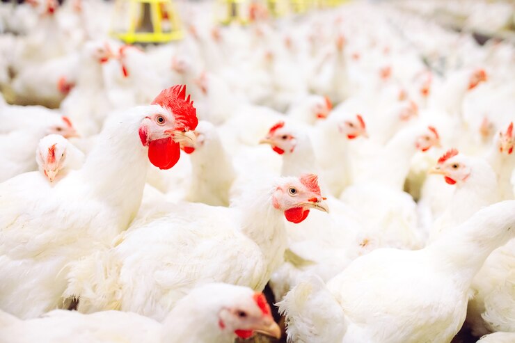 Foto fazenda de galinhas, alimentação de galinhas