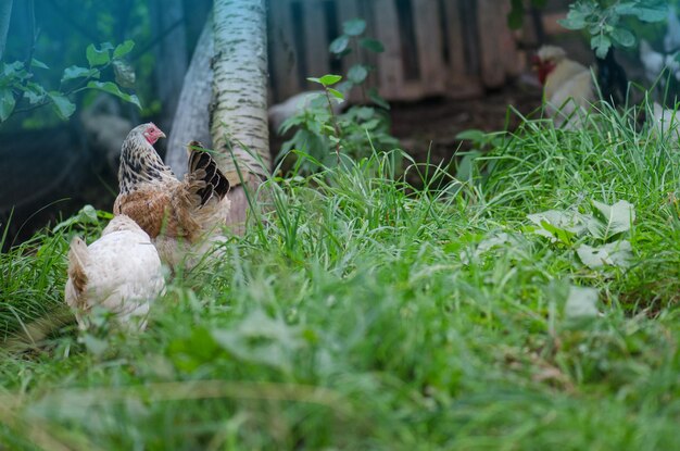 Fazenda de galinhas grátis Galinhas orgânicas felizes Galinhas vagando livremente em uma fazenda