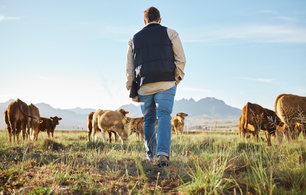 Fazenda de homens e rebanho de animais no campo para viagens agrícolas ou ambiente natural Agricultor masculino andando no campo de grama com gado ou vacas para crescimento natural ou sustentabilidade