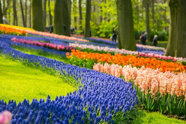 Fazenda de keukenhof da flor das tulipas. temporada de primavera em amsterdã, holanda.